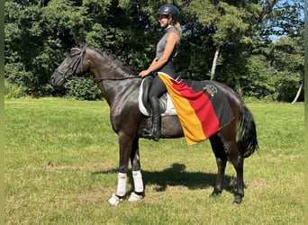 PRE, Wallach, 6 Jahre, 167 cm, Perlino