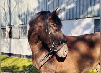 PRE, Wallach, 6 Jahre, 167 cm, Perlino