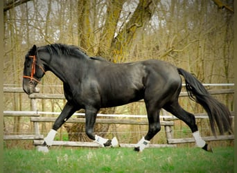 PRE Mix, Wallach, 6 Jahre, 167 cm, Rappe