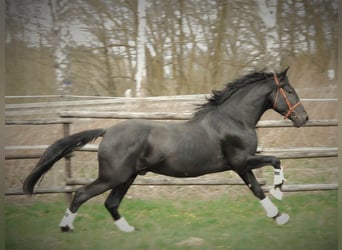 PRE Mix, Wallach, 6 Jahre, 167 cm, Rappe