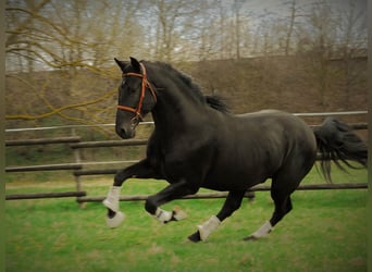 PRE Mix, Wallach, 6 Jahre, 167 cm, Rappe