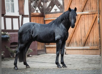 PRE Mix, Wallach, 6 Jahre, 167 cm, Rappe