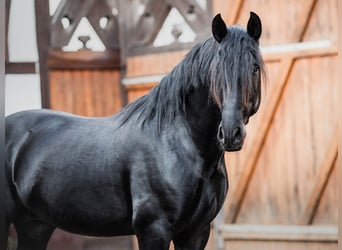 PRE Mix, Wallach, 6 Jahre, 167 cm, Rappe