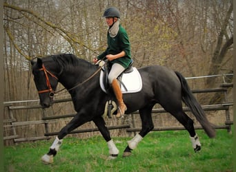 PRE Mix, Wallach, 6 Jahre, 167 cm, Rappe