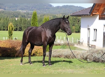 PRE Mix, Wallach, 6 Jahre, 167 cm, Rappe