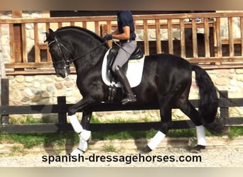 PRE Mix, Wallach, 6 Jahre, 167 cm, Rappe