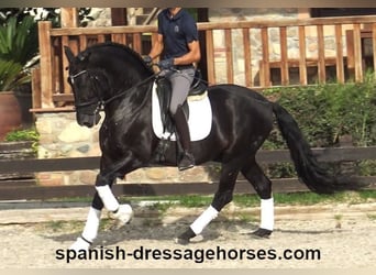PRE Mix, Wallach, 6 Jahre, 167 cm, Rappe