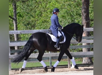 PRE Mix, Wallach, 6 Jahre, 167 cm, Rappe