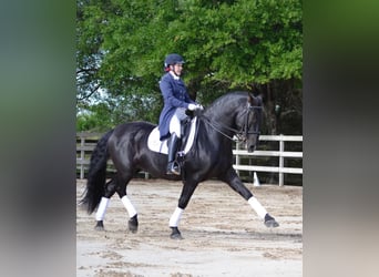 PRE Mix, Wallach, 6 Jahre, 167 cm, Rappe