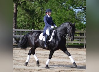 PRE Mix, Wallach, 6 Jahre, 167 cm, Rappe