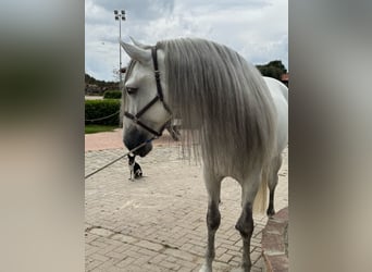 PRE Mix, Wallach, 6 Jahre, 167 cm, Schimmel