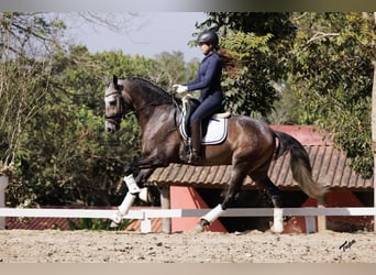 PRE, Wallach, 6 Jahre, 167 cm, Schimmel