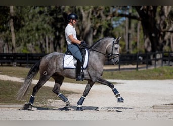 PRE, Wallach, 6 Jahre, 167 cm, Schimmel
