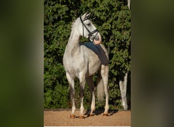 PRE, Wallach, 6 Jahre, 167 cm, Schimmel