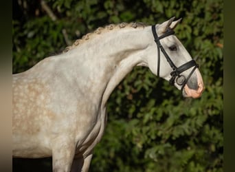 PRE, Wallach, 6 Jahre, 167 cm, Schimmel