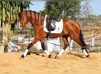 PRE, Wallach, 6 Jahre, 168 cm, Brauner