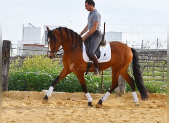 PRE, Wallach, 6 Jahre, 168 cm, Brauner