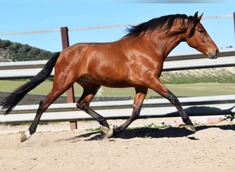 PRE, Wallach, 6 Jahre, 168 cm, Brauner