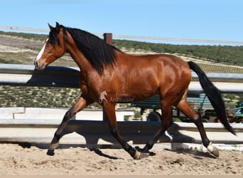 PRE, Wallach, 6 Jahre, 168 cm, Brauner