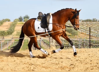 PRE, Wallach, 6 Jahre, 168 cm, Brauner