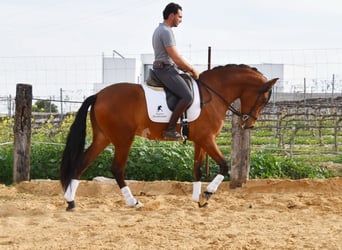 PRE, Wallach, 6 Jahre, 168 cm, Brauner