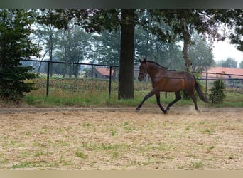 PRE, Wallach, 6 Jahre, 168 cm, Dunkelbrauner