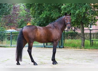 PRE, Wallach, 6 Jahre, 168 cm, Dunkelbrauner