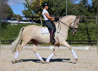 PRE Mix, Wallach, 6 Jahre, 168 cm, Palomino