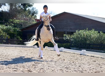 PRE Mix, Wallach, 6 Jahre, 168 cm, Palomino