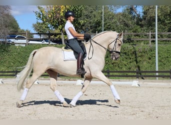 PRE Mix, Wallach, 6 Jahre, 168 cm, Palomino