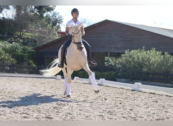 PRE Mix, Wallach, 6 Jahre, 168 cm, Palomino