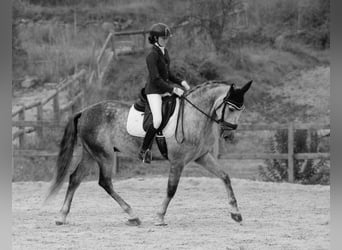 PRE Mix, Wallach, 6 Jahre, 168 cm, Schimmel