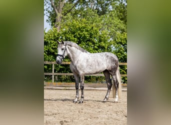 PRE, Wallach, 6 Jahre, 168 cm, Schimmel