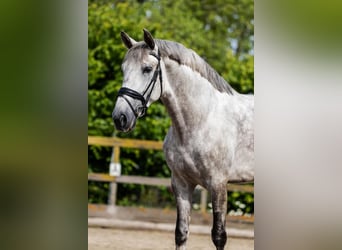 PRE, Wallach, 6 Jahre, 168 cm, Schimmel