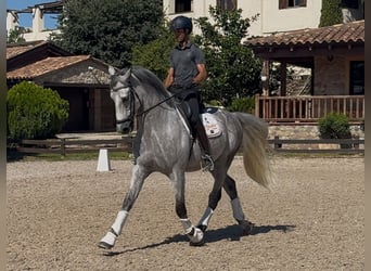 PRE, Wallach, 6 Jahre, 169 cm, Apfelschimmel