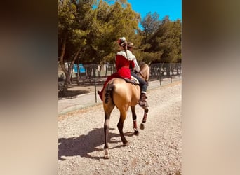 PRE Mix, Wallach, 6 Jahre, 169 cm, Buckskin