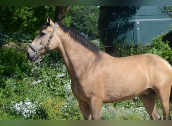 PRE Mix, Wallach, 6 Jahre, 169 cm, Buckskin
