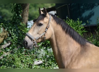 PRE Mix, Wallach, 6 Jahre, 169 cm, Buckskin