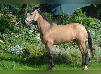 PRE Mix, Wallach, 6 Jahre, 169 cm, Buckskin