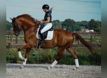 PRE Mix, Wallach, 6 Jahre, 169 cm, Hellbrauner