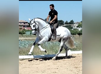 PRE Mix, Wallach, 6 Jahre, 170 cm, Apfelschimmel