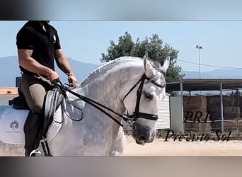 PRE Mix, Wallach, 6 Jahre, 170 cm, Apfelschimmel