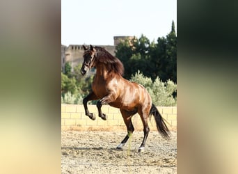 PRE, Wallach, 6 Jahre, 170 cm, Dunkelbrauner