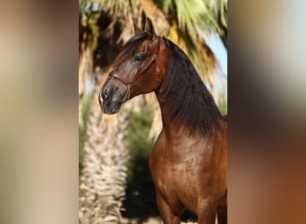 PRE, Wallach, 6 Jahre, 170 cm, Dunkelbrauner