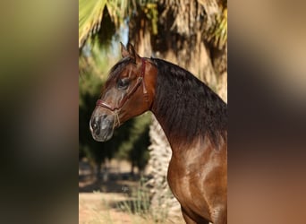 PRE, Wallach, 6 Jahre, 170 cm, Dunkelbrauner