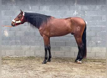 PRE, Wallach, 6 Jahre, 170 cm, Hellbrauner