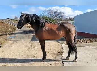 PRE, Wallach, 6 Jahre, 170 cm, Rappe