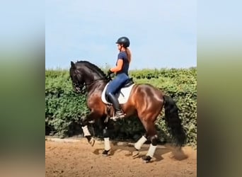 PRE, Wallach, 6 Jahre, 170 cm, Rappe