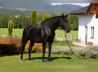 PRE, Wallach, 6 Jahre, 170 cm, Rappe