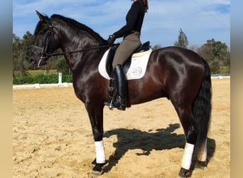 PRE Mix, Wallach, 6 Jahre, 170 cm, Rappe